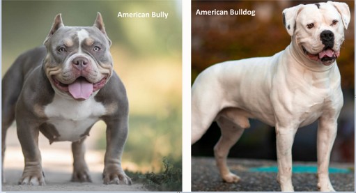 American Bully Vs American Bulldog