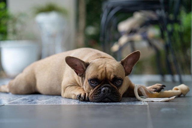 Best Dog Food For French Bulldogs