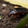 Why Are Cockroaches Called Cockroaches
