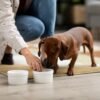 Best Dog Food For Dachshunds