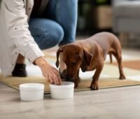 Best Dog Food For Dachshunds