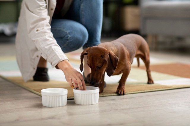Best Dog Food For Dachshunds
